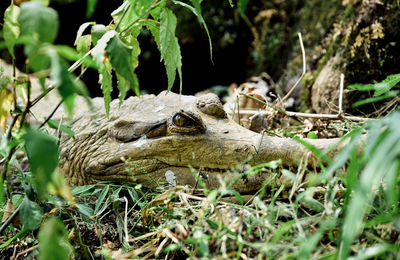 Big crocodile the silent hunter
