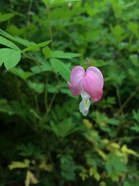 Close-up of pink flower blooming outdoors