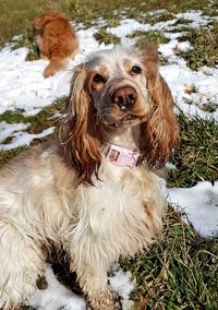 Portrait of dog on snow field