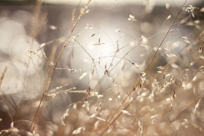 Close-up of crops on field