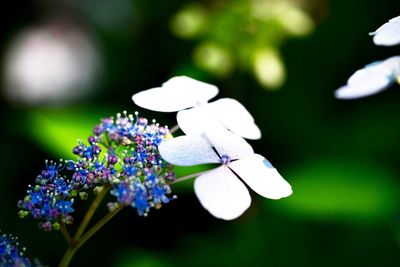 Close-up of purple flowers