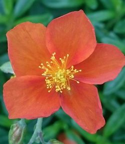 Close-up of red flower