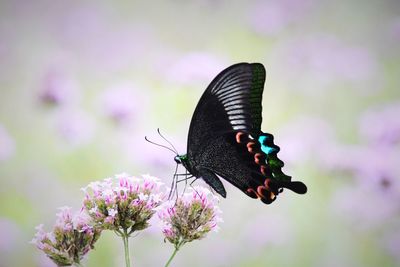 Close-up of butterfly pollinating on purple flower