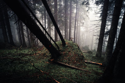 Trees in forest