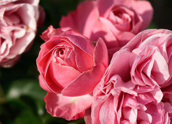 Close-up of pink roses