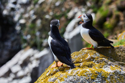 Puffin birds on the saltee islands in ireland, fratercula arctica