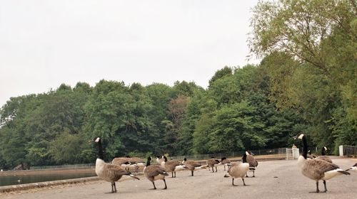 Canada geese by a lake