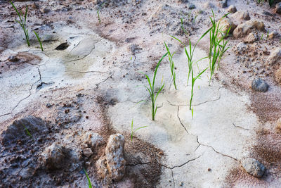 High angle view of grass growing on cracked field