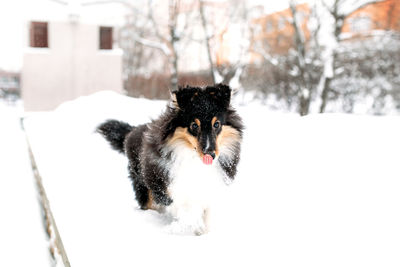 Dog in snow on field during winter