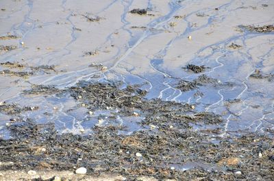 High angle view of crab on beach