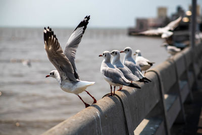 A seagull take off into the air for food hunting