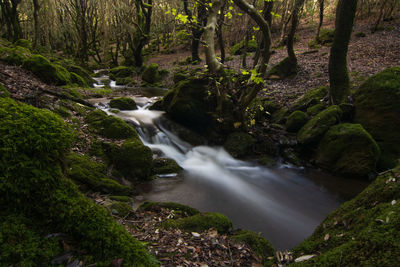 Scenic view of waterfall in forest