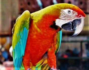 Close-up of parrot