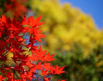 Close-up of red maple leaves on plant during autumn