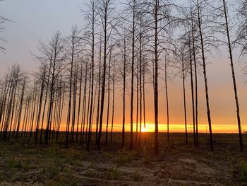 Silhouette bare trees on landscape against sky during sunset