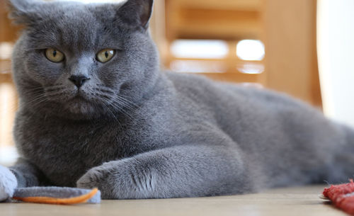 British shorthair cat lying on floor with toy mouse