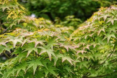 Close-up of plant