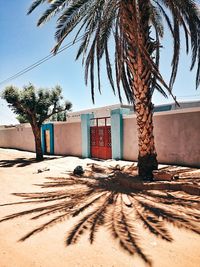 Palm tree shadow by surrounding wall