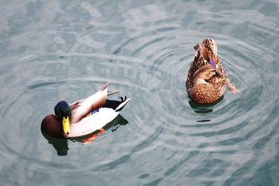 High angle view of duck swimming in lake