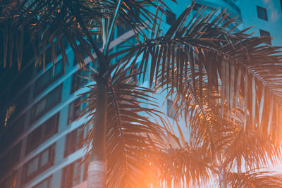 Low angle view of palm trees and buildings during sunset