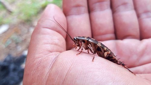 Close-up of insect on hand