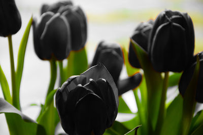 Close-up of black tulip