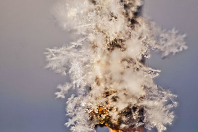 Low angle view of frozen plant against sky