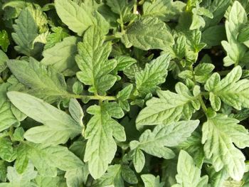 Full frame shot of green leaves