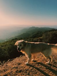 High angle view of dog on mountain against sky