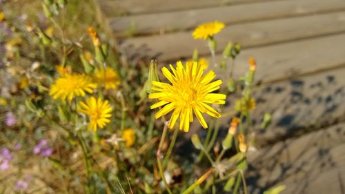 Close-up of yellow flowers