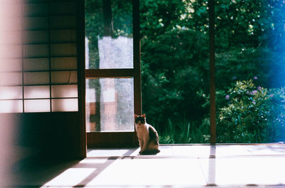 Cat sitting on window