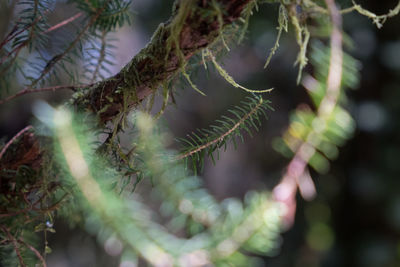 Close-up of pine tree branch