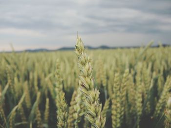 Scenic view of field against cloudy sky