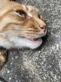 Close-up of a cat