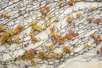 Close-up of autumn tree against sky