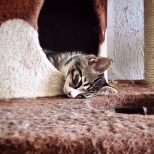 Cat resting on tiled floor