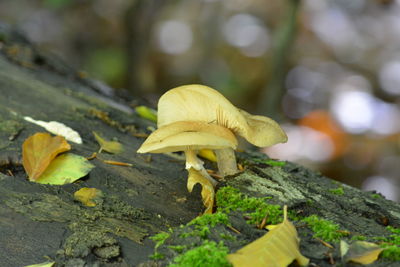 Close-up of mushroom growing on land