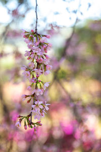 Close-up of cherry blossoms in spring