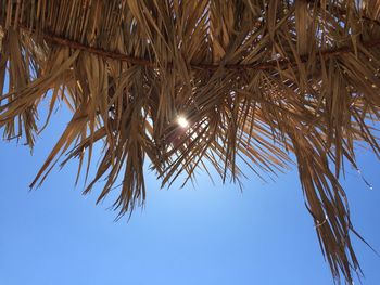 Low angle view of trees