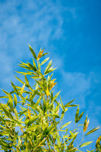 Low angle view of plants against blue sky