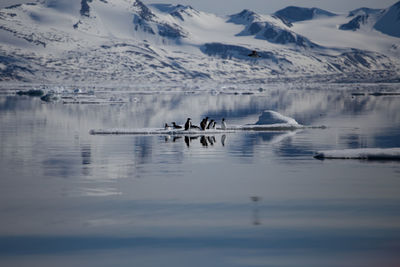 High angle view of ducks swimming in lake during winter