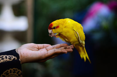 Cropped image of hand holding yellow leaf