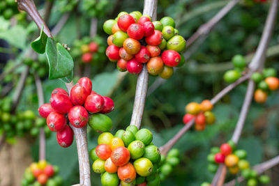 Close-up of red berries growing on tree