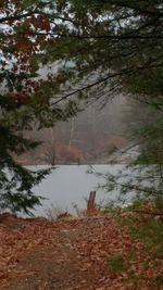 Trees in forest