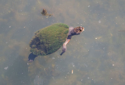 High angle view of duck swimming in lake