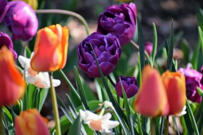 Close-up of purple tulips