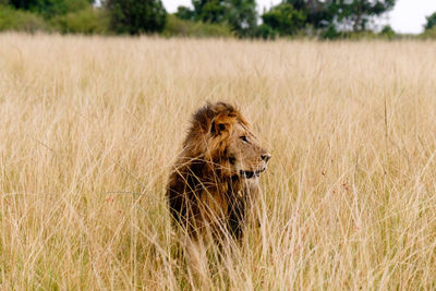 Lioness running on field
