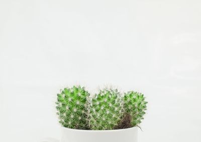 Close-up of cactus plant against white background