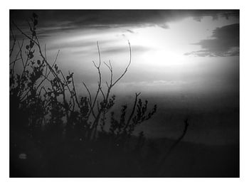 Close-up of silhouette plants against sky