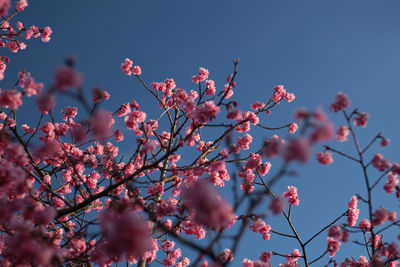 Low angle view of tree against clear blue sky